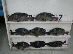 セイダエモンで7枚、磯のフカセグレ釣果