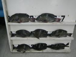 セイダエモンで7枚、磯のフカセグレ釣果