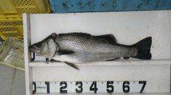 サーフからのルアー釣りでヒラスズキ5.3kg！カラーはレッドヘッド