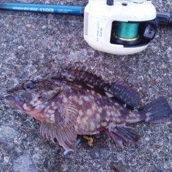 夕方1時間の穴釣りでガシラが相手してくれました