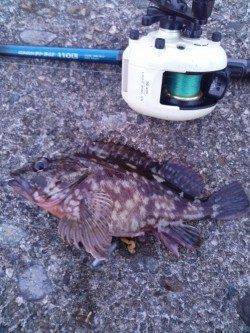 夕方1時間の穴釣りでガシラが相手してくれました