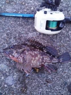 夕方1時間の穴釣りでガシラが相手してくれま…