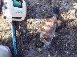 本荘人工島で穴釣り、タケノコメバルとメバルの釣果