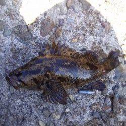 本荘人工島で穴釣り、タケノコメバルとメバルの釣果