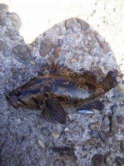 本荘人工島で穴釣り、タケノコメバルとメバルの釣果