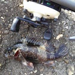 穴釣りでタケノコメバル・ガシラ・アイナメ、5時間粘っての釣果