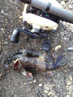 穴釣りでタケノコメバル・ガシラ・アイナメ、5時間粘っての釣果