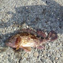 穴釣りでタケノコメバル・ガシラ・アイナメ、5時間粘っての釣果