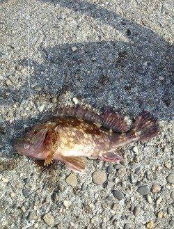 穴釣りでタケノコメバル・ガシラ・アイナメ、5時間粘っての釣果