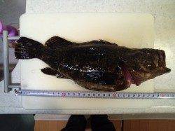 東二見で、1匹目に尺サイズがヒット♪