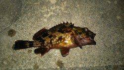 ポーアイ周辺でガシリング、底ズルで釣果でました