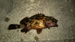 ポーアイ周辺でガシリング、底ズルで釣果でま…