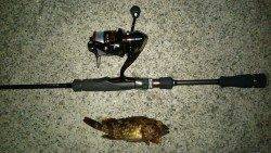 ポーアイ周辺でガシリング、底ズルで釣果でました