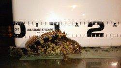 岸際にちょい投げでガシリング、テンポよく釣れました