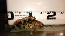 岸際にちょい投げでガシリング、テンポよく釣…