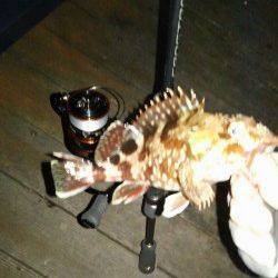 岸際にちょい投げでガシリング、テンポよく釣れました