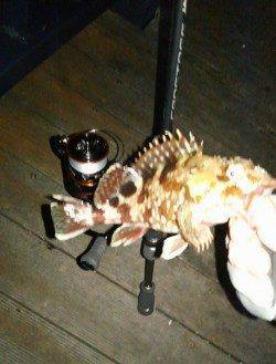 岸際にちょい投げでガシリング、テンポよく釣れました