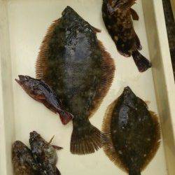 岸和田一文字　お正月も投げ釣りのカレイ釣れてます