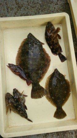 岸和田一文字　お正月も投げ釣りのカレイ釣れてます