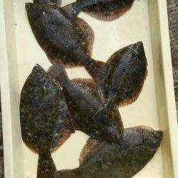 岸和田一文字　お正月も投げ釣りのカレイ釣れてます