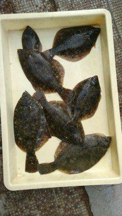 岸和田一文字　お正月も投げ釣りのカレイ釣れてます