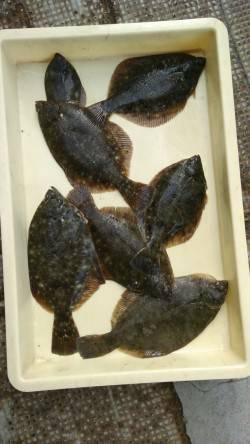 岸和田一文字　お正月も投げ釣りのカレイ釣れ…