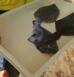 岸和田一文字　今日も投げ釣りでカレイの釣果あり