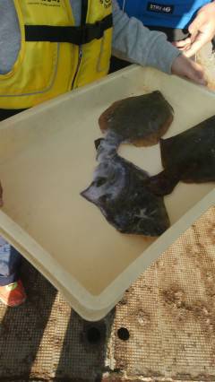 岸和田一文字　今日も投げ釣りでカレイの釣果…