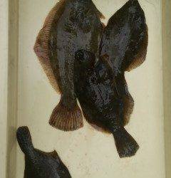 岸和田一文字　今日もカレイの釣果アリ