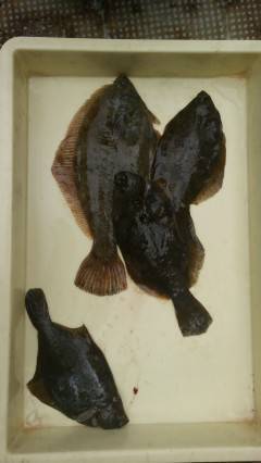 岸和田一文字　今日もカレイの釣果アリ