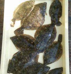 岸和田一文字旧の3番でカレイを投げ釣りで