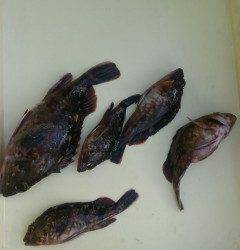 岸和田一文字、シラサのウキ釣りでハネ・ガシラ♪