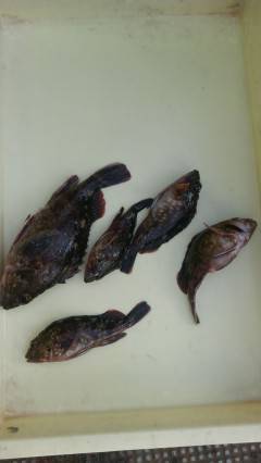 岸和田一文字、シラサのウキ釣りでハネ・ガシ…