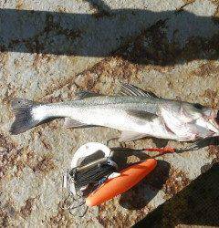 岸和田一文字、シラサのウキ釣りでハネ・ガシラ♪