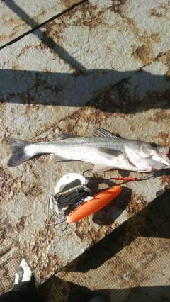 岸和田一文字、シラサのウキ釣りでハネ・ガシラ♪