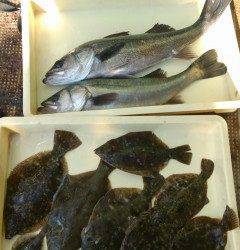 旧の3番で投げ釣り、カレイ＆ハネの釣果