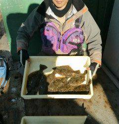 旧の3番で投げ釣り、カレイ＆ハネの釣果