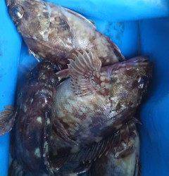 キビナゴでのウキ釣りでガシラ　20cmサイズです