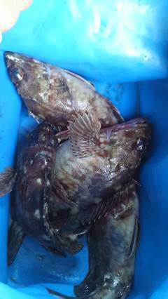 キビナゴでのウキ釣りでガシラ　20cmサイズです