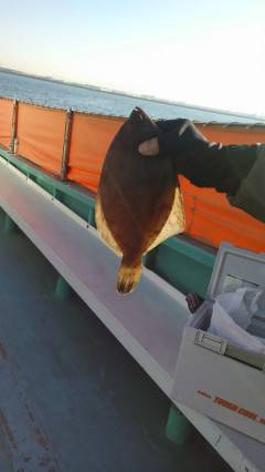 本日はカレイが良く釣れています　エサは青イソメ