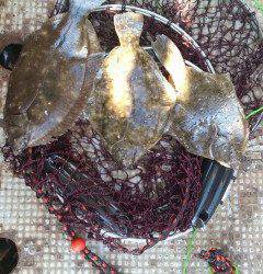 本日はカレイが良く釣れています　エサは青イソメ