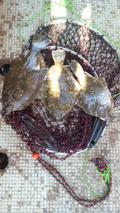 本日はカレイが良く釣れています　エサは青イ…