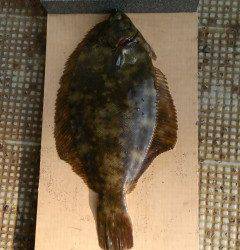 岸和田一文字　今日も朝型にカレイの釣果出ました