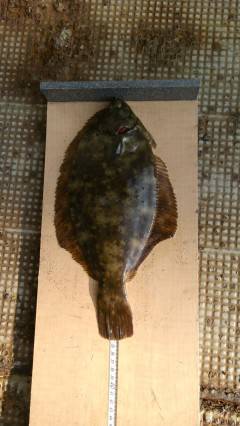 岸和田一文字　今日も朝型にカレイの釣果出ました