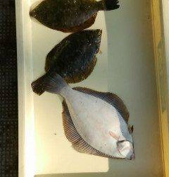 岸和田一文字　今日も朝型にカレイの釣果出ました