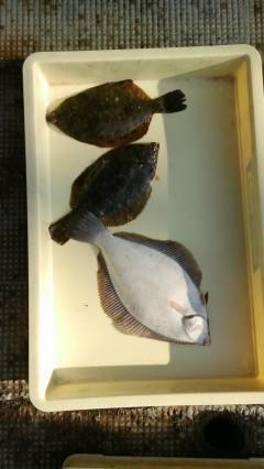 岸和田一文字　今日も朝型にカレイの釣果出ま…