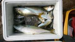 岸和田一文字、サビキで良型アジ・イワシ・サ…