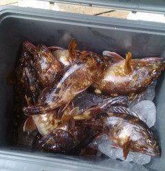 中波止の2番、ウキ釣りでガシラ10匹♪