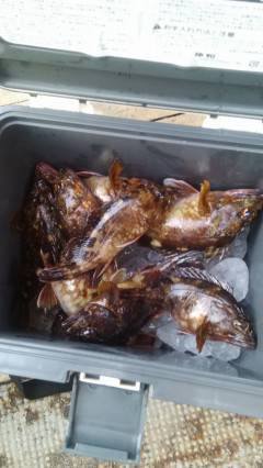 中波止の2番、ウキ釣りでガシラ10匹♪