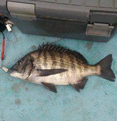 しらさのウキ釣りでナイスサイズのチヌ　旧の白灯台